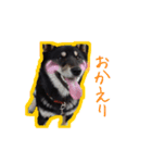 黒柴やまとくん（個別スタンプ：5）