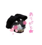 黒柴やまとくん（個別スタンプ：6）
