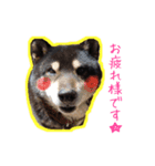 黒柴やまとくん（個別スタンプ：8）