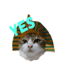 猫 メイはづき 1.0（個別スタンプ：1）