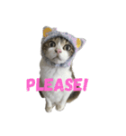 猫 メイはづき 1.0（個別スタンプ：3）