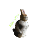 猫 メイはづき 1.0（個別スタンプ：6）
