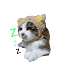 猫 メイはづき 1.0（個別スタンプ：7）