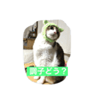 猫 メイはづき 1.0（個別スタンプ：8）