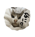 猫 メイはづき 1.0（個別スタンプ：9）