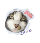 猫 メイはづき 1.0（個別スタンプ：10）