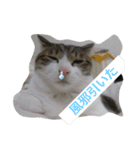 猫 メイはづき 1.0（個別スタンプ：11）