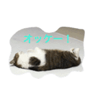 猫 メイはづき 1.0（個別スタンプ：12）