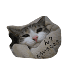 猫 メイはづき 1.0（個別スタンプ：13）