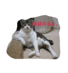 猫 メイはづき 1.0（個別スタンプ：14）