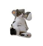 猫 メイはづき 1.0（個別スタンプ：15）