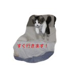 猫 メイはづき 1.0（個別スタンプ：16）