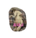 猫 メイはづき 1.0（個別スタンプ：17）