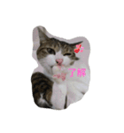 猫 メイはづき 1.0（個別スタンプ：18）