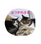 猫 メイはづき 1.0（個別スタンプ：19）