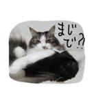 猫 メイはづき 1.0（個別スタンプ：20）
