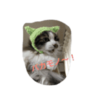 猫 メイはづき 1.0（個別スタンプ：22）