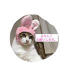 猫 メイはづき 1.0（個別スタンプ：23）