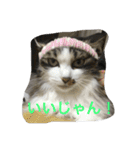猫 メイはづき 1.0（個別スタンプ：24）