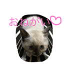 きゃっと（個別スタンプ：2）