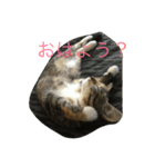 きゃっと（個別スタンプ：3）