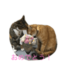 きゃっと（個別スタンプ：5）