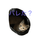 きゃっと（個別スタンプ：8）