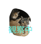 きゃっと（個別スタンプ：9）