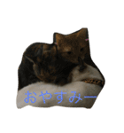 きゃっと（個別スタンプ：10）