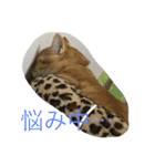 きゃっと（個別スタンプ：12）