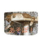 きゃっと（個別スタンプ：13）