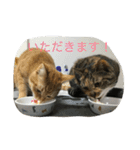 きゃっと（個別スタンプ：14）