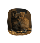 きゃっと（個別スタンプ：19）