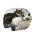 きゃっと（個別スタンプ：20）
