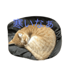 きゃっと（個別スタンプ：23）