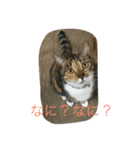 きゃっと（個別スタンプ：24）
