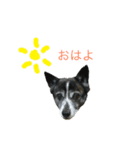 どんべえFamily（個別スタンプ：2）