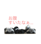どんべえFamily（個別スタンプ：6）