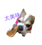 Just dog2（個別スタンプ：1）