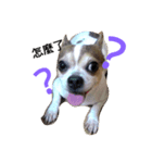 Just dog2（個別スタンプ：2）