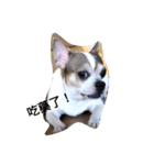 Just dog2（個別スタンプ：3）
