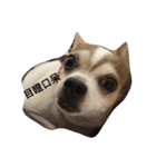 Just dog2（個別スタンプ：4）