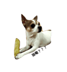 Just dog2（個別スタンプ：5）