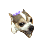 Just dog2（個別スタンプ：6）
