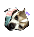 Just dog2（個別スタンプ：7）