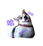 Just dog2（個別スタンプ：8）