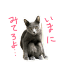 らるおスタンプ（個別スタンプ：10）