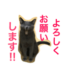らるおスタンプ（個別スタンプ：11）