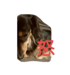 やるせない犬（個別スタンプ：4）