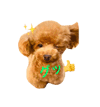 トイプードル リロのスタンプ ②（個別スタンプ：4）